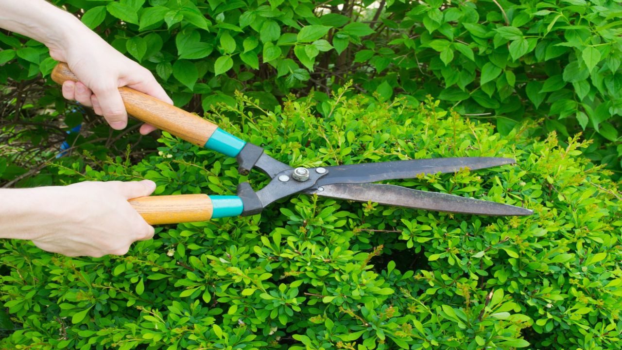 Prune and Trim Plants